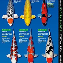 De Super R-Collectie: afbeelding 30