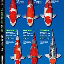 De Super R-Collectie: afbeelding 33