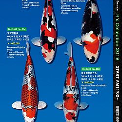 De Super R-Collectie: afbeelding 37