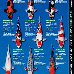 De Super R-Collectie: afbeelding 40