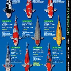 De Super R-Collectie: afbeelding 42
