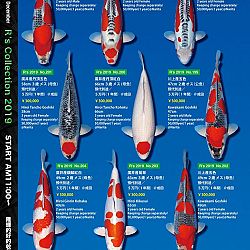 De Super R-Collectie: afbeelding 45