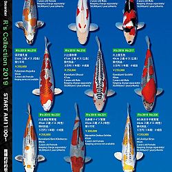 De Super R-Collectie: afbeelding 46