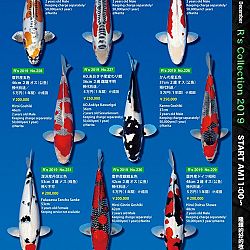 De Super R-Collectie: afbeelding 47