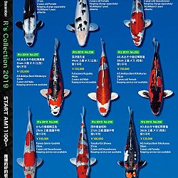 De Super R-Collectie: afbeelding 48
