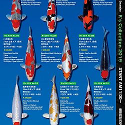De Super R-Collectie: afbeelding 49