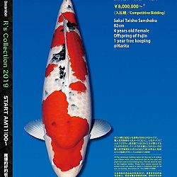 De Super R-Collectie: afbeelding 2