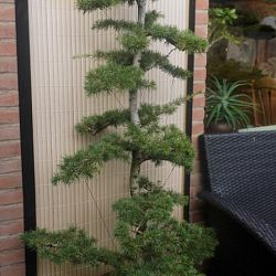 De vijver van Bendora: afbeelding 10