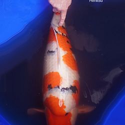 De vijver van Bendora: afbeelding 22