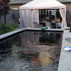 De vijver van Frans en Ans: afbeelding 4