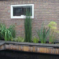 De vijver van John: afbeelding 2