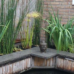 De vijver van John: afbeelding 3