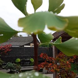 De vijver van Niels: afbeelding 4