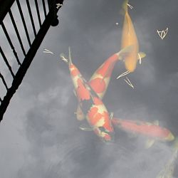 De vijver van Philip: afbeelding 4