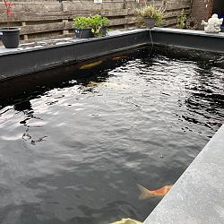De vijver van Sjakie: afbeelding 3