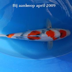 De vijver van Stephan: afbeelding 6