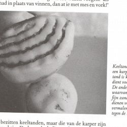 De winter. Wat nu? (tussendoortje): afbeelding 3