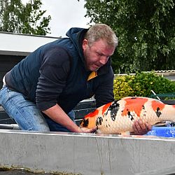 De Young Holland Koi Show nadert in een snel tempo: afbeelding 3