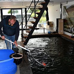 De Young Holland Koi Show nadert in een snel tempo: afbeelding 4
