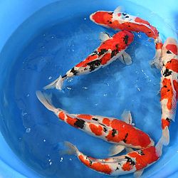 De Young Holland Koi Show nadert in een snel tempo: afbeelding 5