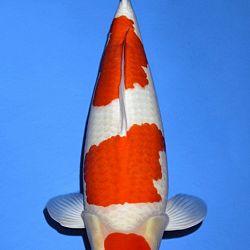 Deadline: 10 april: afbeelding 2