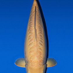 Deadline: 10 april: afbeelding 3