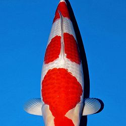 Deadline: 10 april: afbeelding 14
