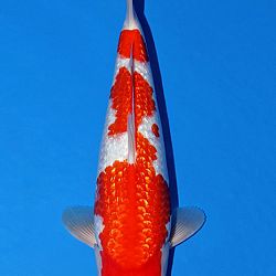 Deadline: 10 april: afbeelding 18