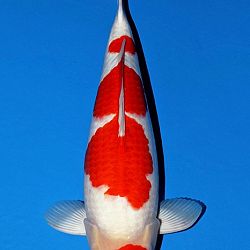Deadline: 10 april: afbeelding 20