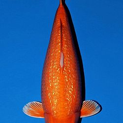 Deadline: 10 april: afbeelding 22