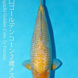 Deadline: 10 april: afbeelding 24
