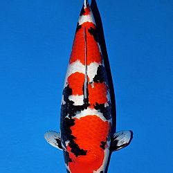 Deadline: 10 april: afbeelding 27