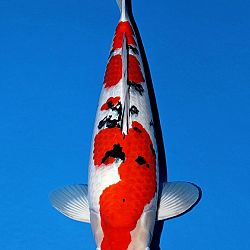 Deadline: 10 april: afbeelding 32