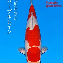 Deadline: 10 april: afbeelding 40