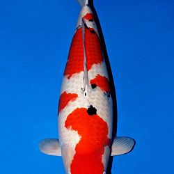 Deadline: 10 april: afbeelding 41