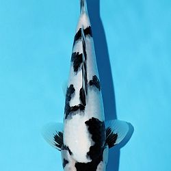 Deadline: 10 april: afbeelding 42