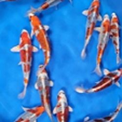 Deadline: 10 april: afbeelding 43
