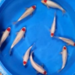Deadline: 10 april: afbeelding 44