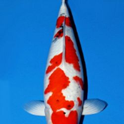 Deadline: 10 april: afbeelding 53