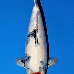 Deadline: 10 april: afbeelding 57