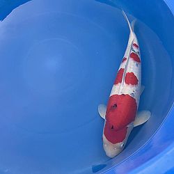 Diverse koi vonden dit weekend een nieuwe eigenaar: afbeelding 5