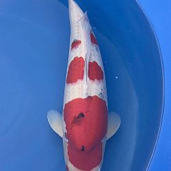 Diverse koi vonden dit weekend een nieuwe eigenaar: afbeelding 6