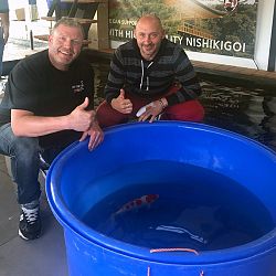 Diverse koi vonden dit weekend een nieuwe eigenaar: afbeelding 7