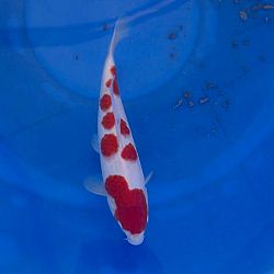 Diverse koi vonden dit weekend een nieuwe eigenaar: afbeelding 3
