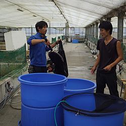 Een dag op de Momotaro Koifarm: afbeelding 9