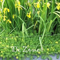 Een dichter in onze rangen: afbeelding 2
