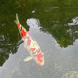 Een duimpje voor updates: afbeelding 2