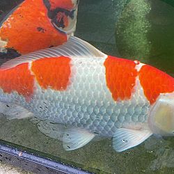 Een duimpje voor updates: afbeelding 1