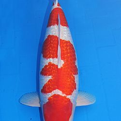 Een ginrin kohaku: afbeelding 4