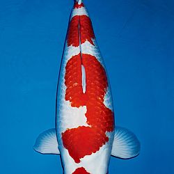 Een ginrin kohaku: afbeelding 5